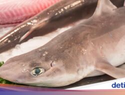Dosen IPB Tegaskan Ikan Hiu Bukan Bahan Ketahanan Pangan yang Aman Untuk Anak!