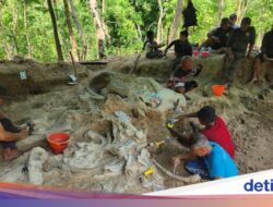 Heboh! Fosil Gajah Purba Raksasa Ditemukan Ke Lokasi Nganjuk