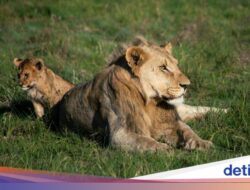 Ini Predator yang Paling Ditakuti Hewan Sabana Afrika, Bukan Singa atau Buaya