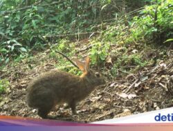 Sempat Diduga Punah, Spesies Kelinci Ini Tertangkap Perekamgambar Setalah 130 Tahun