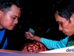 Akhirnya, Oxford Sebut Nama Peneliti Indonesia Di Penemuan Rafflesia hasseltii