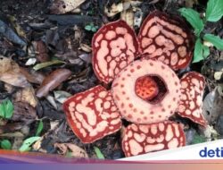 Misteri Rafflesia hasseltii: Habitat Spesifik-Reproduksi Belum Diketahui
