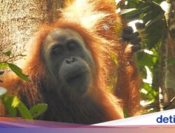 Fakta-fakta Orang Utan Tapanuli, Satu Ditemukan Mati Ke Sisa Genangan Air Sumatera