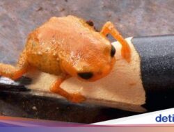 Spesies Mutakhir Katak Kecil Seukuran Ujung Pena Ditemukan Di Bangsa Ini