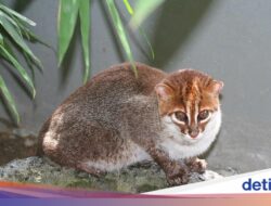 Setelahnya 30 Tahun Hilang, Kucing Kepala Datar Muncul Di Thailand