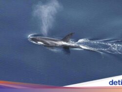 Studi Temukan Habitat Paus dan Lumba-lumba Di Perairan Barat Sumatera, Ada Orca!