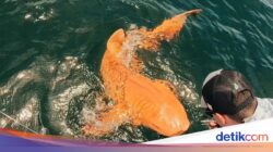 Penemuan Langka Hiu Emas Ke Lautan Ini, Kelainan Genetik?