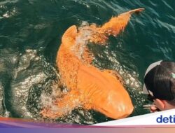 Penemuan Langka Hiu Emas Ke Lautan Ini, Kelainan Genetik?