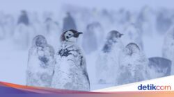 Ilmuwan Ramal Masa Didepan Kehidupan Di Antarktika, Ini Hasilnya