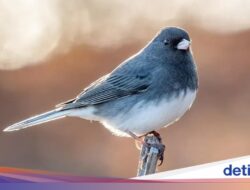 Burung Ini Alami Evolusi Singkat Pada Penyebara Nmassal COVID-19, Paruhnya Memanjang