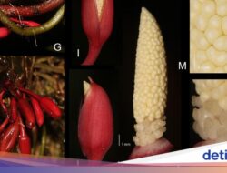 Ditemukan Spesies Terbaru Tanaman Di Sumatera, Homalomena bungamerah yang Bentuknya Unik