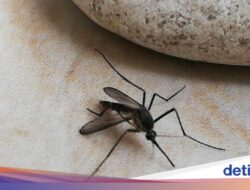 Warna Pengganti Ini Bikin Nyamuk Tertarik, Tapi…