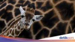 Mengapa Jerapah Punya Leher Panjang? Ini Kata Ilmuwan