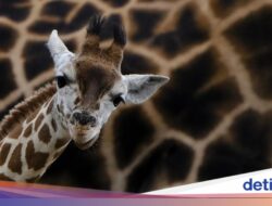 Mengapa Jerapah Punya Leher Panjang? Ini Kata Ilmuwan