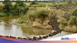 Hampir 8.000 Spesies Hewan Terancam Punah Ke Akhir Abad Ini, Ada Dua Penyebab