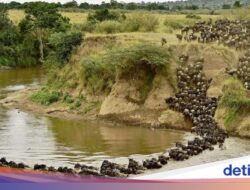 Hampir 8.000 Spesies Hewan Terancam Punah Ke Akhir Abad Ini, Ada Dua Penyebab