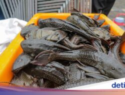 Ikan Sapu-sapu Ternyata Mampu Bertahan Hingga Darat Lebih Bersama 24 Jam