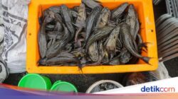 Mengapa Ikan Sapu-sapu Perlu Dimusnahkan? Ini Alasannya Menurut Pakar