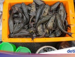 Mengapa Ikan Sapu-sapu Perlu Dimusnahkan? Ini Alasannya Menurut Pakar