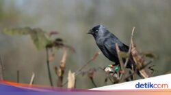 Ternyata Anak Burung Mendengarkan Suara Emaknya agar Tak Dimangsa Predator
