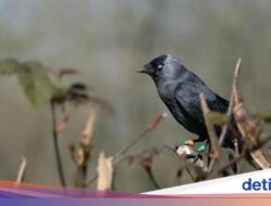 Ternyata Anak Burung Mendengarkan Suara Emaknya agar Tak Dimangsa Predator
