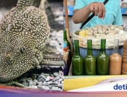 Disorot Hama, Menurut Sains Ikan Sapu-sapu Ternyata Bisa Dikonsumsi