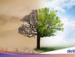 7 Prospek Karier Lulusan S1 Ilmu Lingkungan, Konsultan-PNS