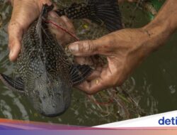 Kenapa Ikan Sapu-sapu Dikubur? Hampir 7 Ton Dimusnahkan Hingga Jakarta