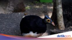 Cara Unik Burung Maleo Untuk Sulawesi Mengerami Telur: Pakai Panas Bumi