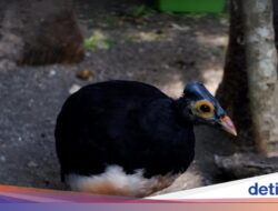 Cara Unik Burung Maleo Untuk Sulawesi Mengerami Telur: Pakai Panas Bumi