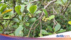 Mangrove Langka yang Di Sebab Itu Habitat Bekantan Terancam Punah, Terdapat 527 Individu
