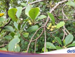 Mangrove Langka yang Di Sebab Itu Habitat Bekantan Terancam Punah, Terdapat 527 Individu