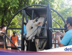 Apa Itu Restraining Box yang Digunakan Sebagai Penyembelihan Sapi? Ini Karya Dosen UGM