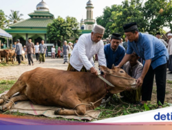 Tekanan Di Hewan Kurban Pengaruhi Mutu Daging, Ini Penjelasan Pakar IPB
