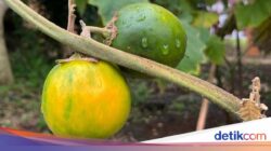BRIN Ungkap Spesies Terbaru Terong Berduri, Daun-Kuncupnya Bisa Sebagai Terapi Kanker