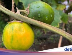 BRIN Ungkap Spesies Terbaru Terong Berduri, Daun-Kuncupnya Bisa Sebagai Terapi Kanker