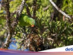 100 Tahun Tak Terlihat, Burung Langka Asli Indonesia Muncul Lagi Di Pulau Ini