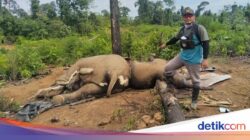 Banyak Habitat Berubah Dari Sebab Itu Kebun Sawit