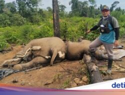 Banyak Habitat Berubah Dari Sebab Itu Kebun Sawit