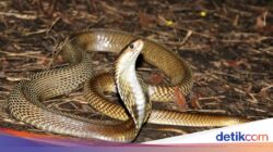 Kenapa Ular Banyak Masuk Ke Pemukiman Warga? Ini Penjelasan Pakar IPB