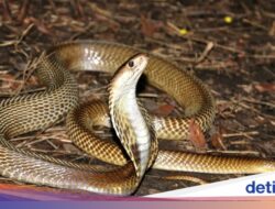 Kenapa Ular Banyak Masuk Ke Pemukiman Warga? Ini Penjelasan Pakar IPB