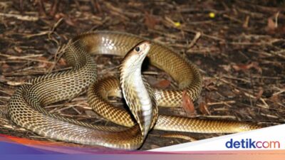 Kenapa Ular Banyak Masuk Ke Pemukiman Warga? Ini Penjelasan Pakar IPB