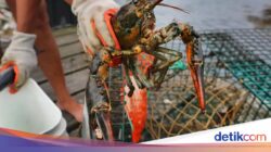 Lobster Merasakan Sakit Di Direbus Hidup-hidup, Ilmuwan Beri Saran Ini