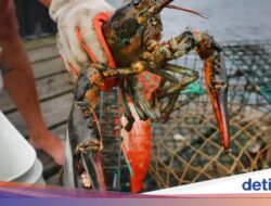 Lobster Merasakan Sakit Di Direbus Hidup-hidup, Ilmuwan Beri Saran Ini