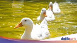 Kenapa Bebek Tidak Basah Pada Berendam Ke Air? Ternyata Ini Rahasianya