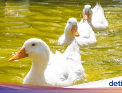 Kenapa Bebek Tidak Basah Pada Berendam Ke Air? Ternyata Ini Rahasianya