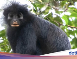Monyet Pemalu Berbibir Oranye, Spesies Mutakhir yang Ditemukan Ke Kongo