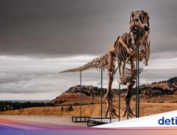 Fosil ‘Gus’ Si T-rex Terjual Rp 898 M, Dari Sebab Itu Dino Termahal yang Pernah Dijual