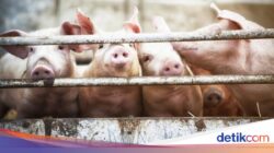 Bagaimana Babi Bisa Menyebar Hingga Seluruh Indonesia? Ini Kata Studi