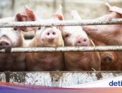 Bagaimana Babi Bisa Menyebar Hingga Seluruh Indonesia? Ini Kata Studi
